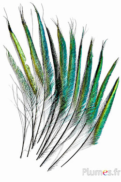 Paon bleu sabre - 30-38 cm - noir